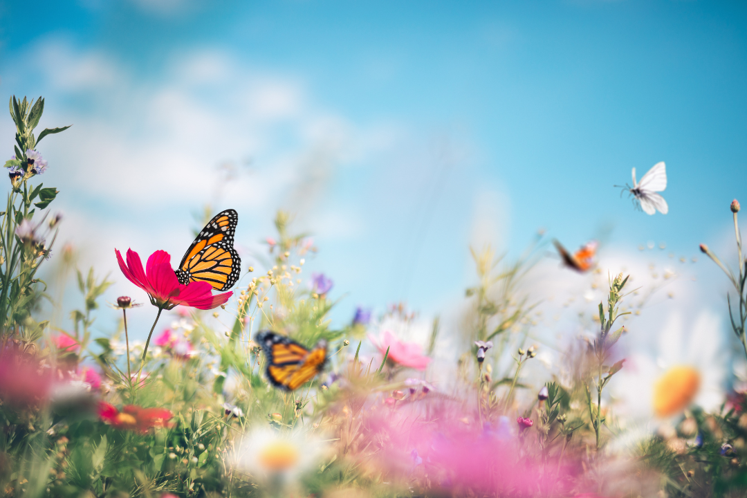 Butterfly Garden